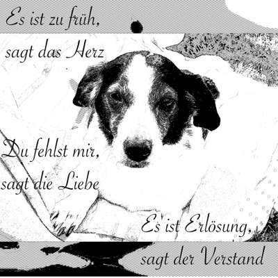 Unsere Fellnasen im Regenbogenland-Beitrag-Bild