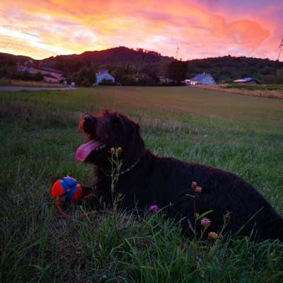 Hundetreffen-Spiel und Gassirunde mit Barney-Bild