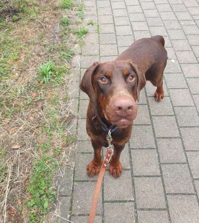 Hundetreffen-Hundefreund für Max gesucht-Bild