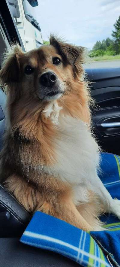 Hund im Garten - Eure Meinungen-Beitrag-Bild