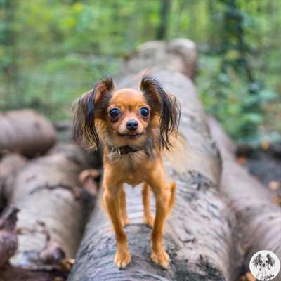 Hundetreffen-Wo sind die kleinen Hunde?🙂-Bild