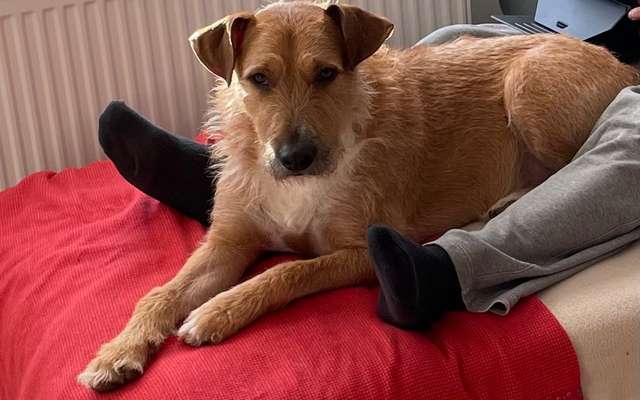 Rhodesian Ridgeback-Beitrag-Bild