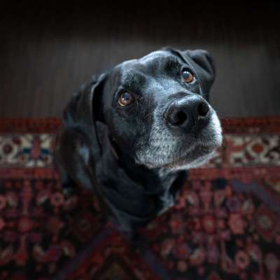 Auslandstierschutz-Beitrag-Bild