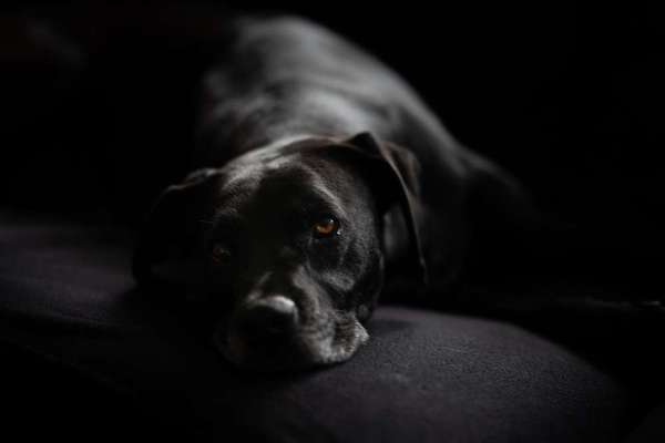 Fotografie / Hundefotografie-Beitrag-Bild