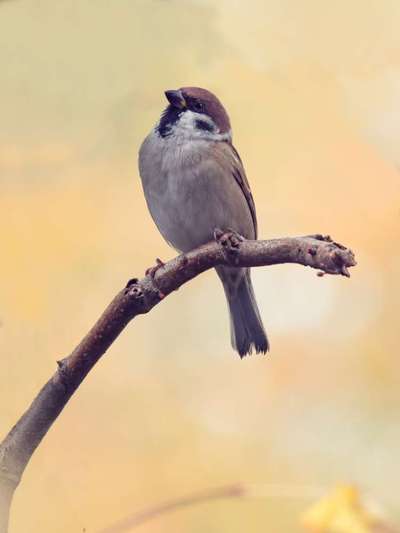 Fotografie / Hundefotografie-Beitrag-Bild