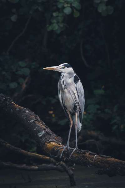 Fotografie / Hundefotografie-Beitrag-Bild