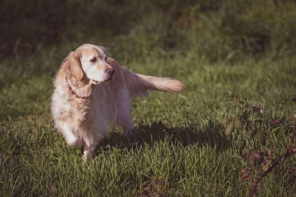 Farben Fotochallenge Thema ,,Grün"-Beitrag-Bild