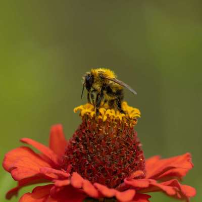 Die wunderschöne Welt mit Hund.-Beitrag-Bild