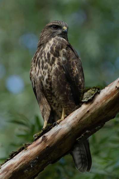Die wunderschöne Welt mit Hund.-Beitrag-Bild