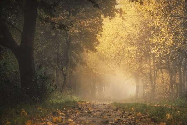 Die wunderschöne Welt mit Hund.-Beitrag-Bild