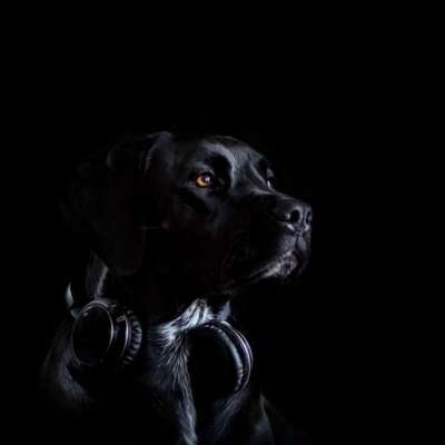 Photoshop und Co.-Beitrag-Bild