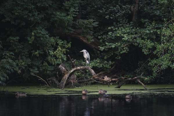 Die wunderschöne Welt mit Hund.-Beitrag-Bild