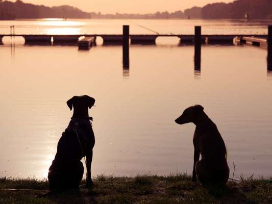 Dogorama Foto Challenge - Dämmerung-Beitrag-Bild