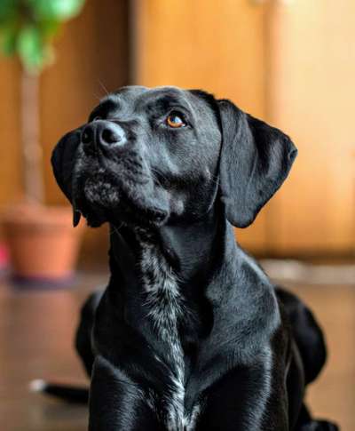 Hund aus dem Spanischen Tierschutz-Beitrag-Bild