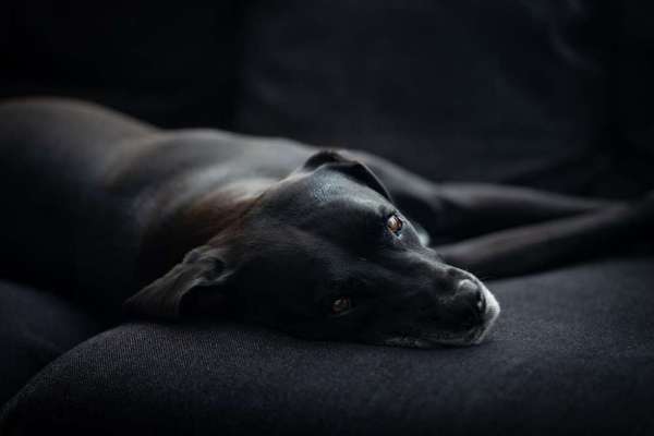 Fotosammlung: ,,Der natürliche Hund" Unbearbeitet, ungestellt und in Natura-Beitrag-Bild