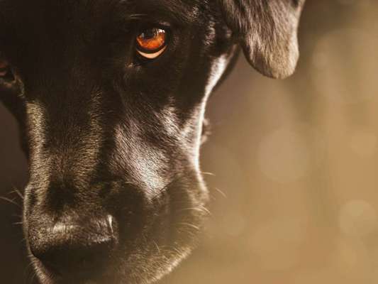 Zeigt mir die tollste Nahaufnahme von eurer Fellnase-Beitrag-Bild