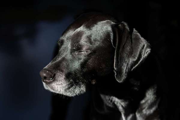 Hunde Porträt (Portrait) Galerie....-Beitrag-Bild