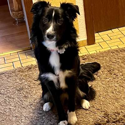 Hundetreffen-Gemeinsames Gassi gehen und ggf. Spielrunde-Bild