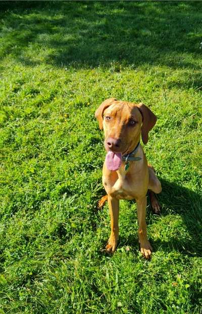 Rhodesian Ridgeback-Beitrag-Bild