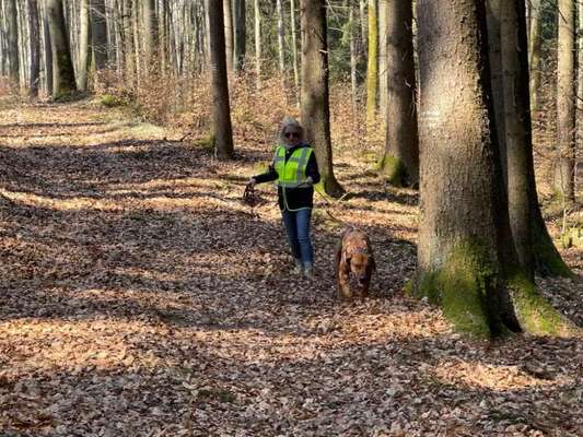 Rhodesian Ridgeback-Beitrag-Bild