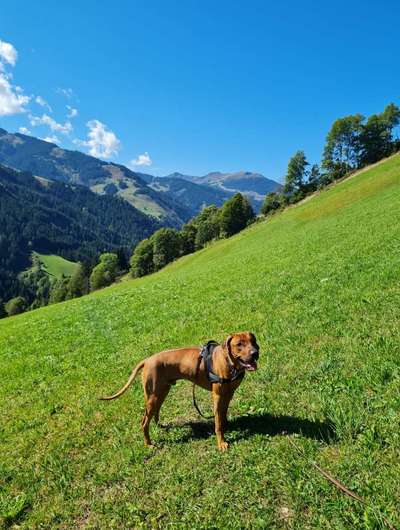 Rhodesian Ridgeback-Beitrag-Bild