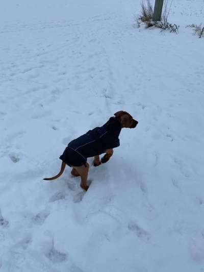 Rhodesian Ridgeback-Beitrag-Bild