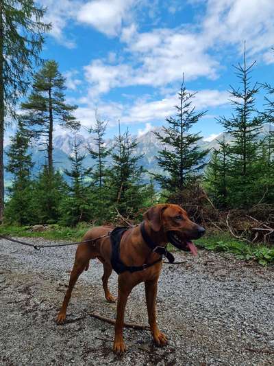 Rhodesian Ridgeback-Beitrag-Bild
