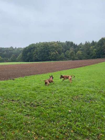 Rhodesian Ridgeback-Beitrag-Bild