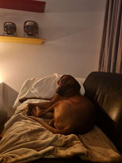 Rhodesian Ridgeback-Beitrag-Bild