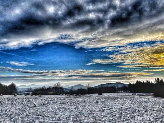 Rhodesian Ridgeback-Beitrag-Bild