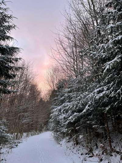 Rhodesian Ridgeback-Beitrag-Bild