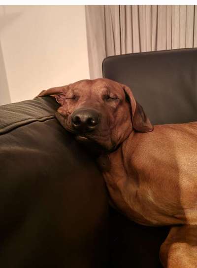 Rhodesian Ridgeback-Beitrag-Bild