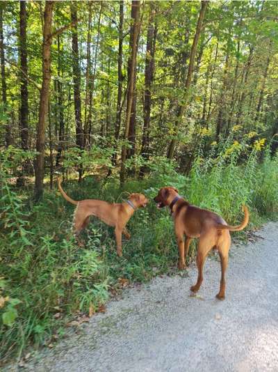 Rhodesian Ridgeback-Beitrag-Bild