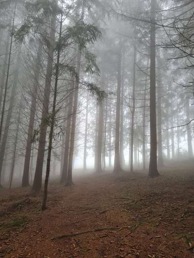 Rhodesian Ridgeback-Beitrag-Bild