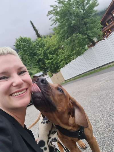 Rhodesian Ridgeback-Beitrag-Bild