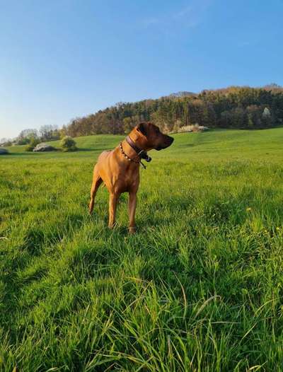 Rhodesian Ridgeback-Beitrag-Bild