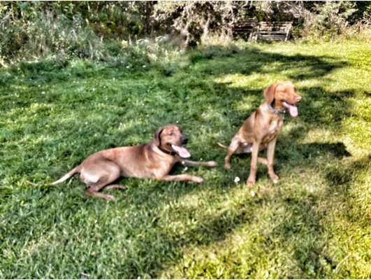 Rhodesian Ridgeback-Beitrag-Bild