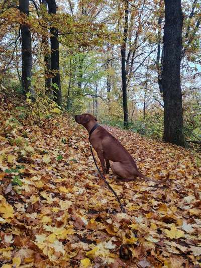 Rhodesian Ridgeback-Beitrag-Bild