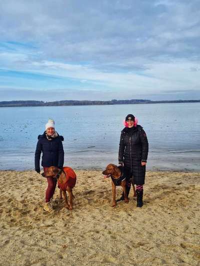 Rhodesian Ridgeback-Beitrag-Bild