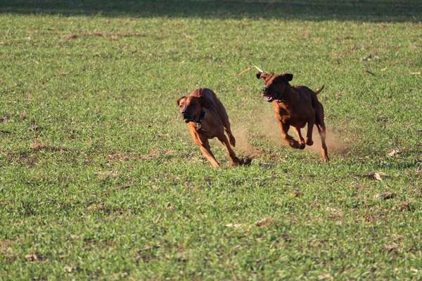 Rhodesian Ridgeback-Beitrag-Bild