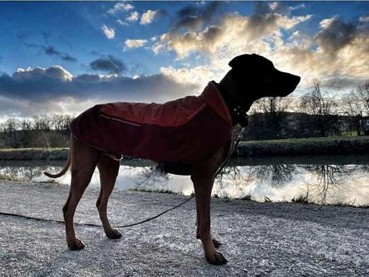 Rhodesian Ridgeback-Beitrag-Bild