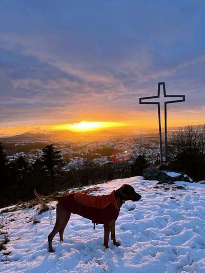 Rhodesian Ridgeback-Beitrag-Bild