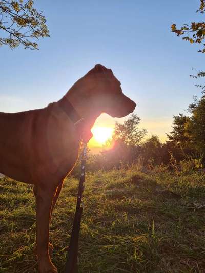 Rhodesian Ridgeback-Beitrag-Bild