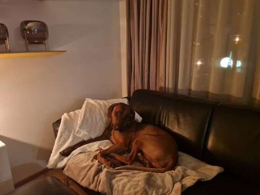 Rhodesian Ridgeback-Beitrag-Bild