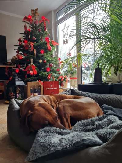 Rhodesian Ridgeback-Beitrag-Bild