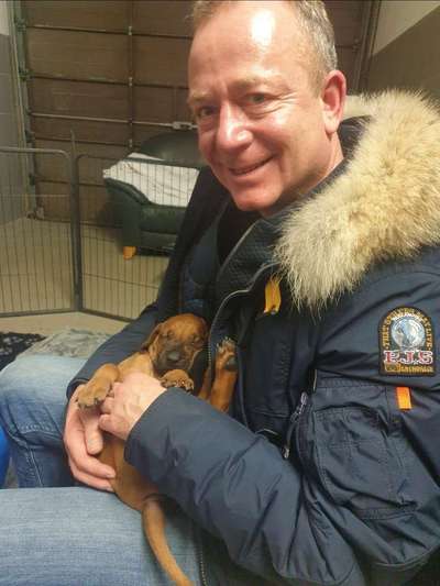 Rhodesian Ridgeback-Beitrag-Bild