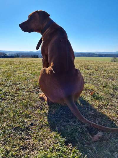Rhodesian Ridgeback-Beitrag-Bild