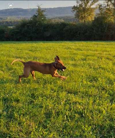 Rhodesian Ridgeback-Beitrag-Bild