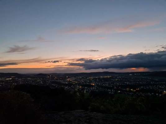 Rhodesian Ridgeback-Beitrag-Bild