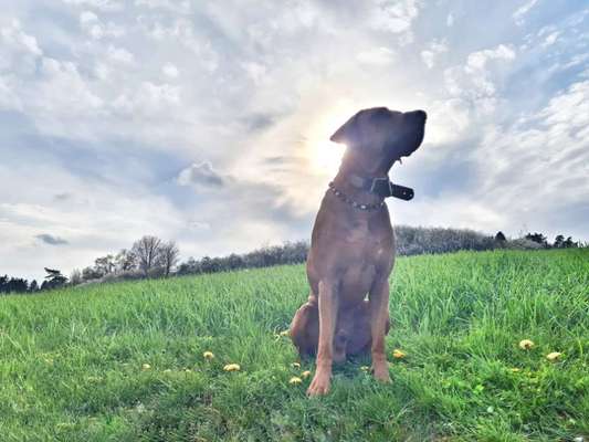 Rhodesian Ridgeback-Beitrag-Bild